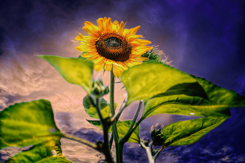 Sunflower in Stylized Sky