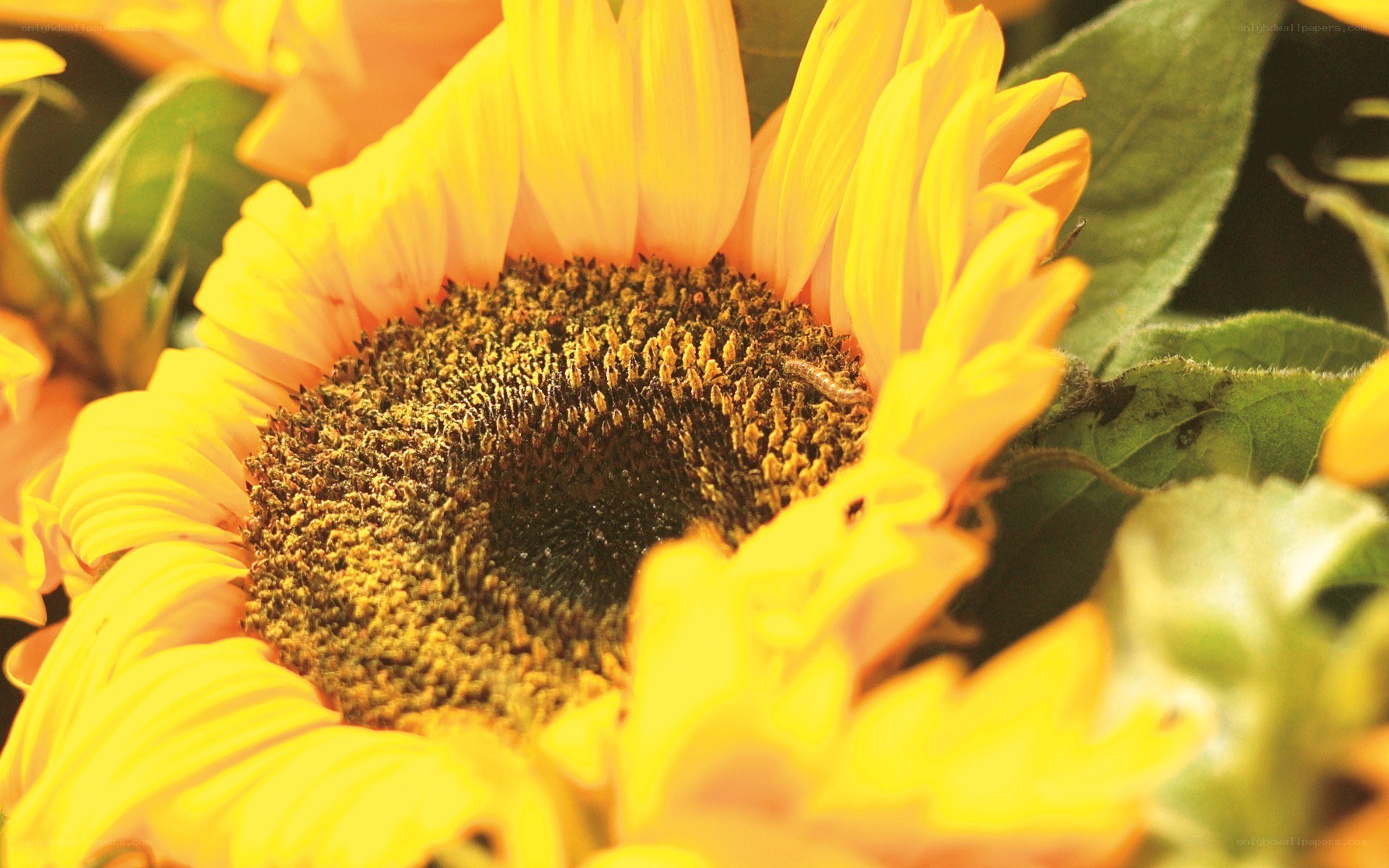 Sunflower in sunlight