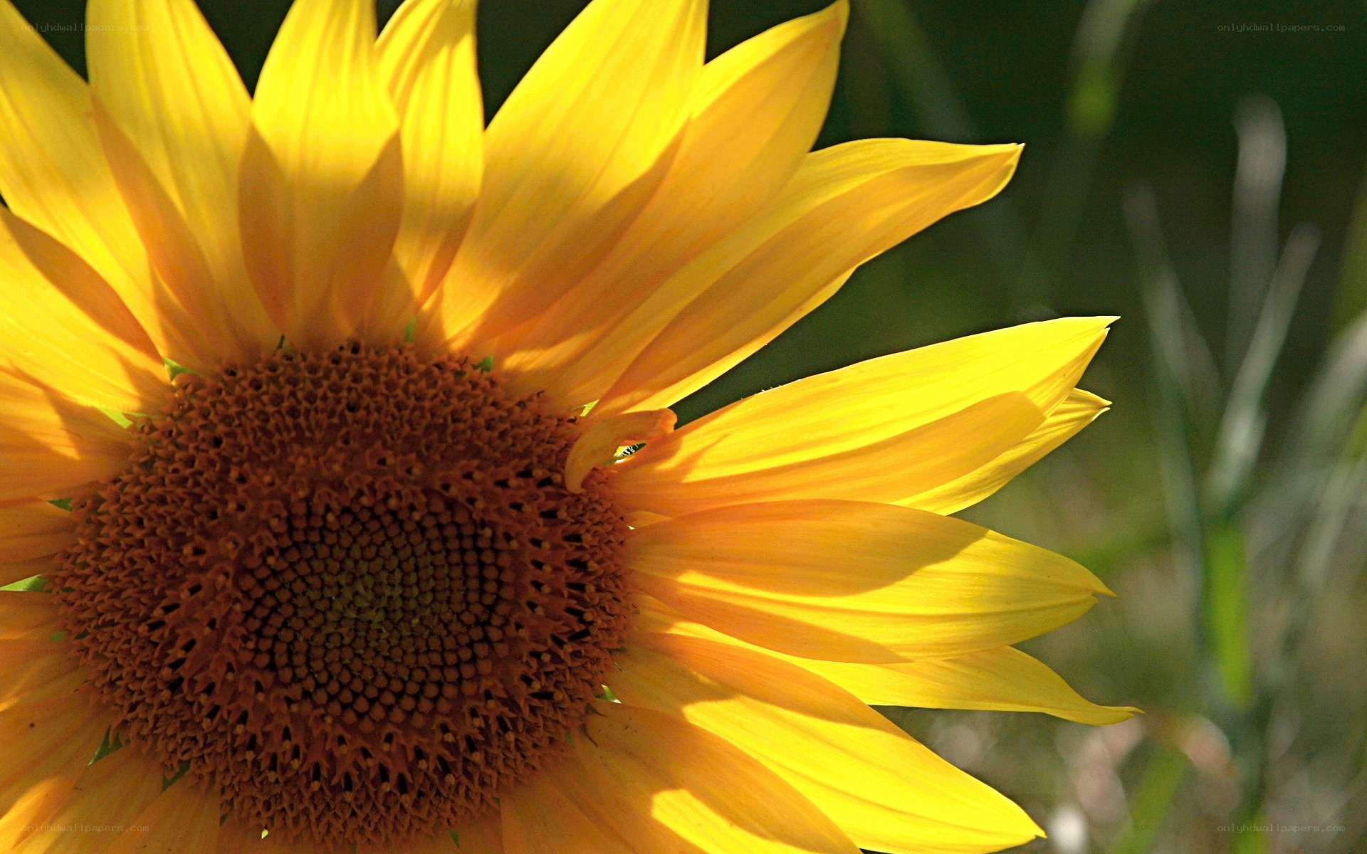 Sunflower in sunlight