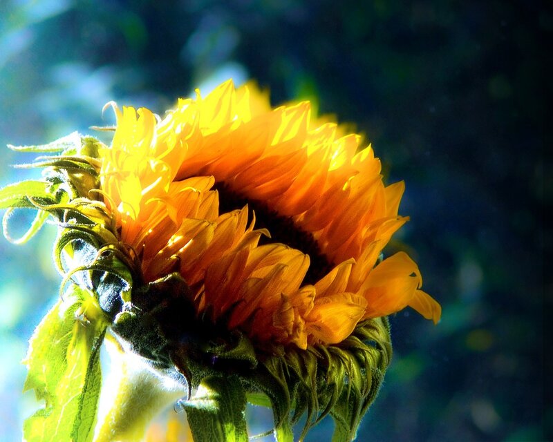 Sunflower in Sunlight