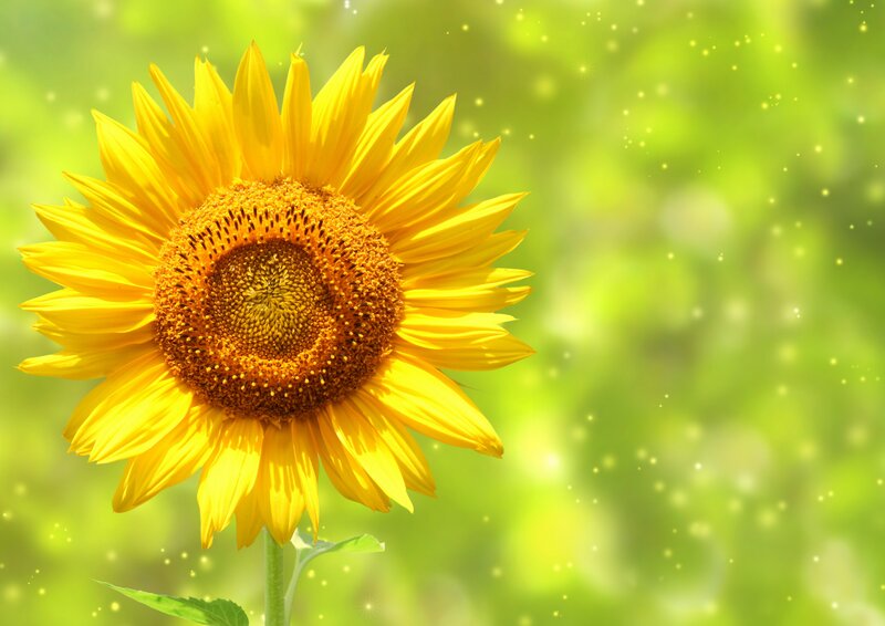 Sunflower in sunlight