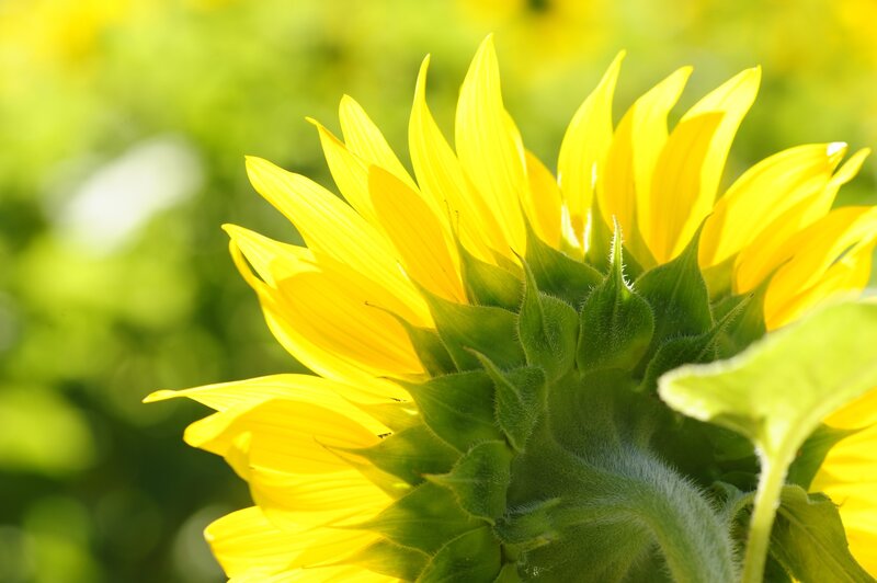 Sunflower in sunlight