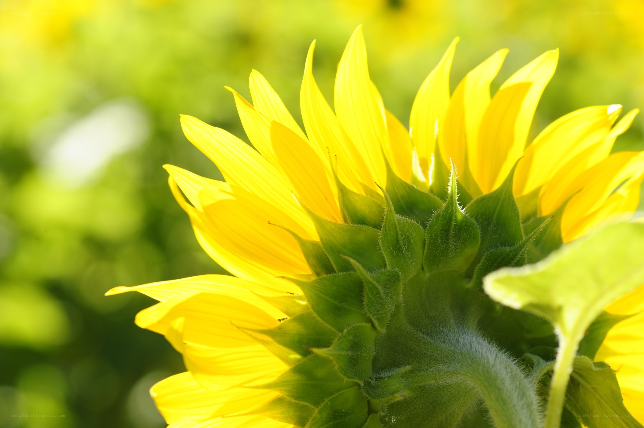 Sunflower in sunlight