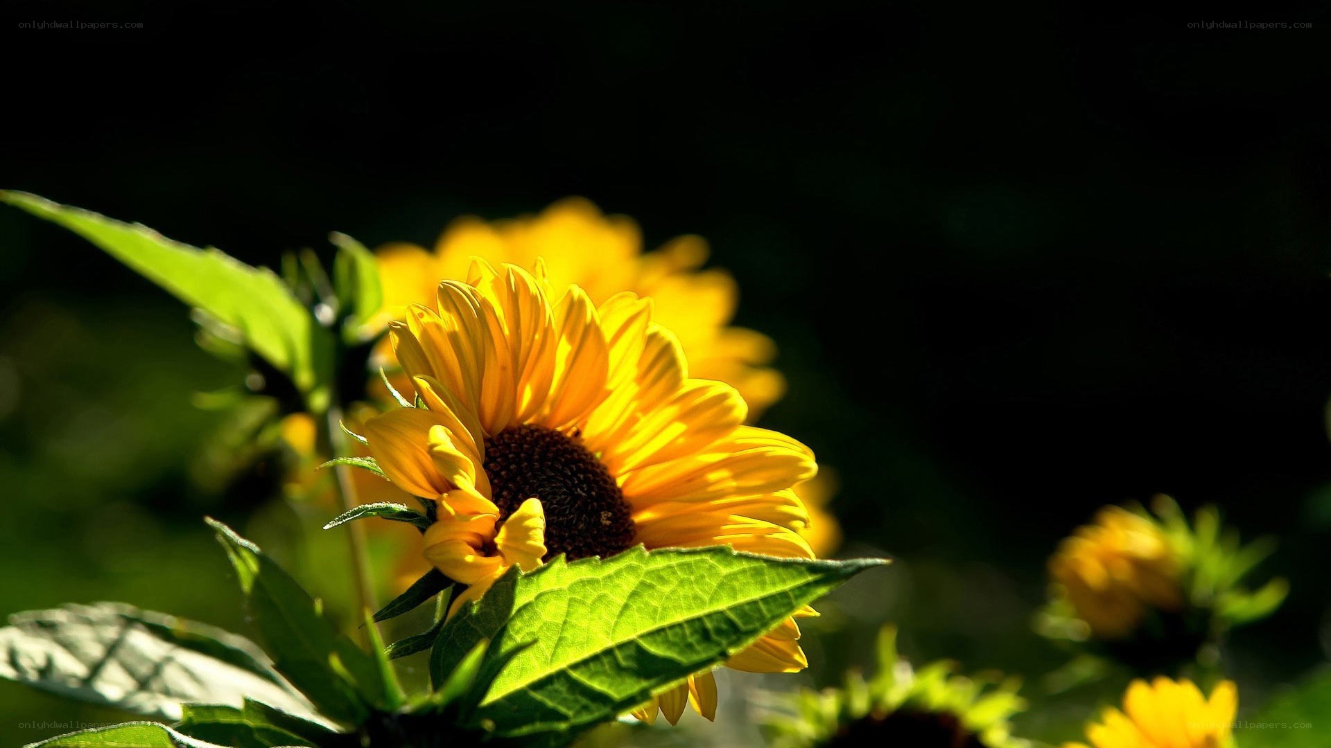 Sunflower in sunlight