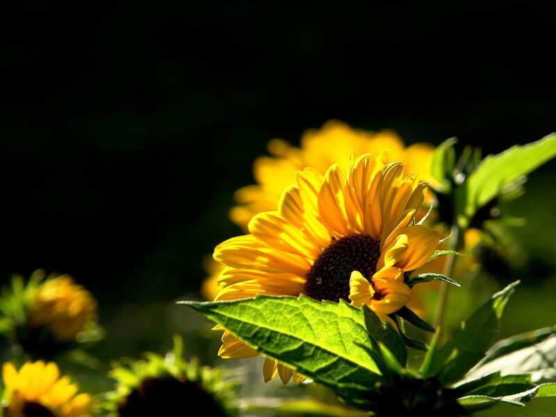 Sunflower in sunlight