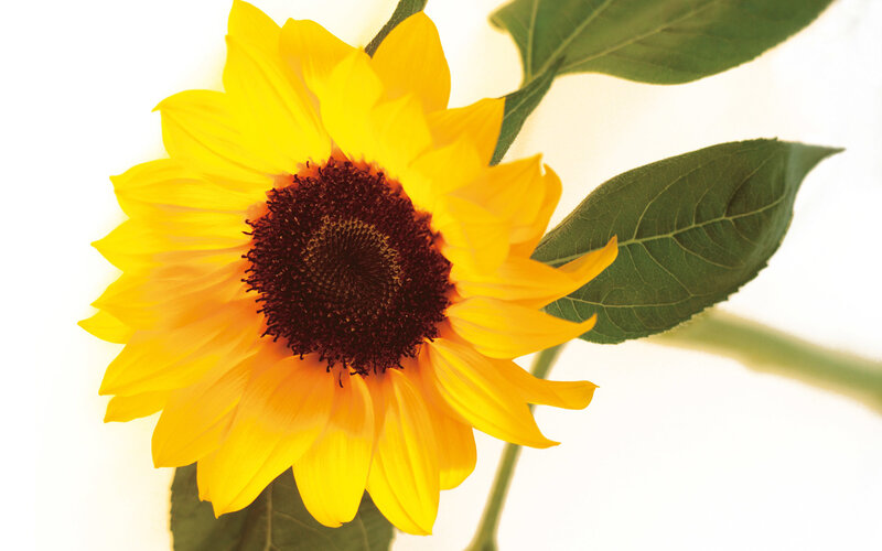 Sunflower in sunlight