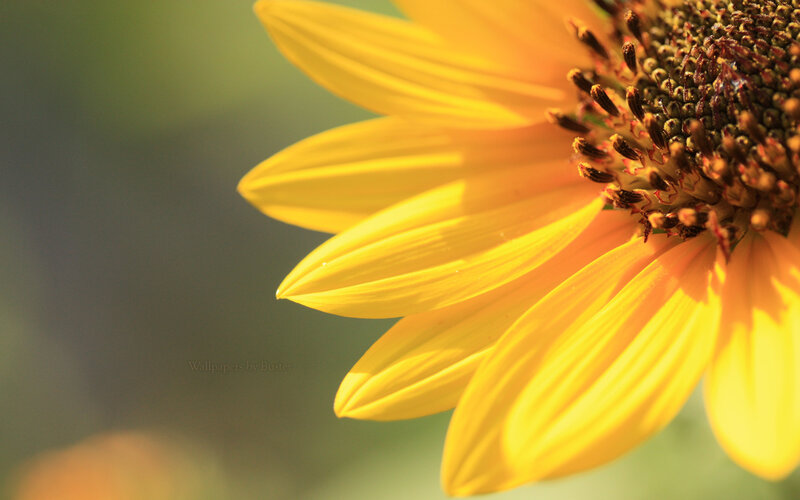 Sunflower in sunlight