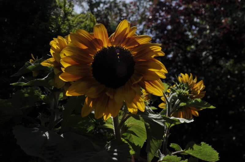 Sunflower in Sunlight