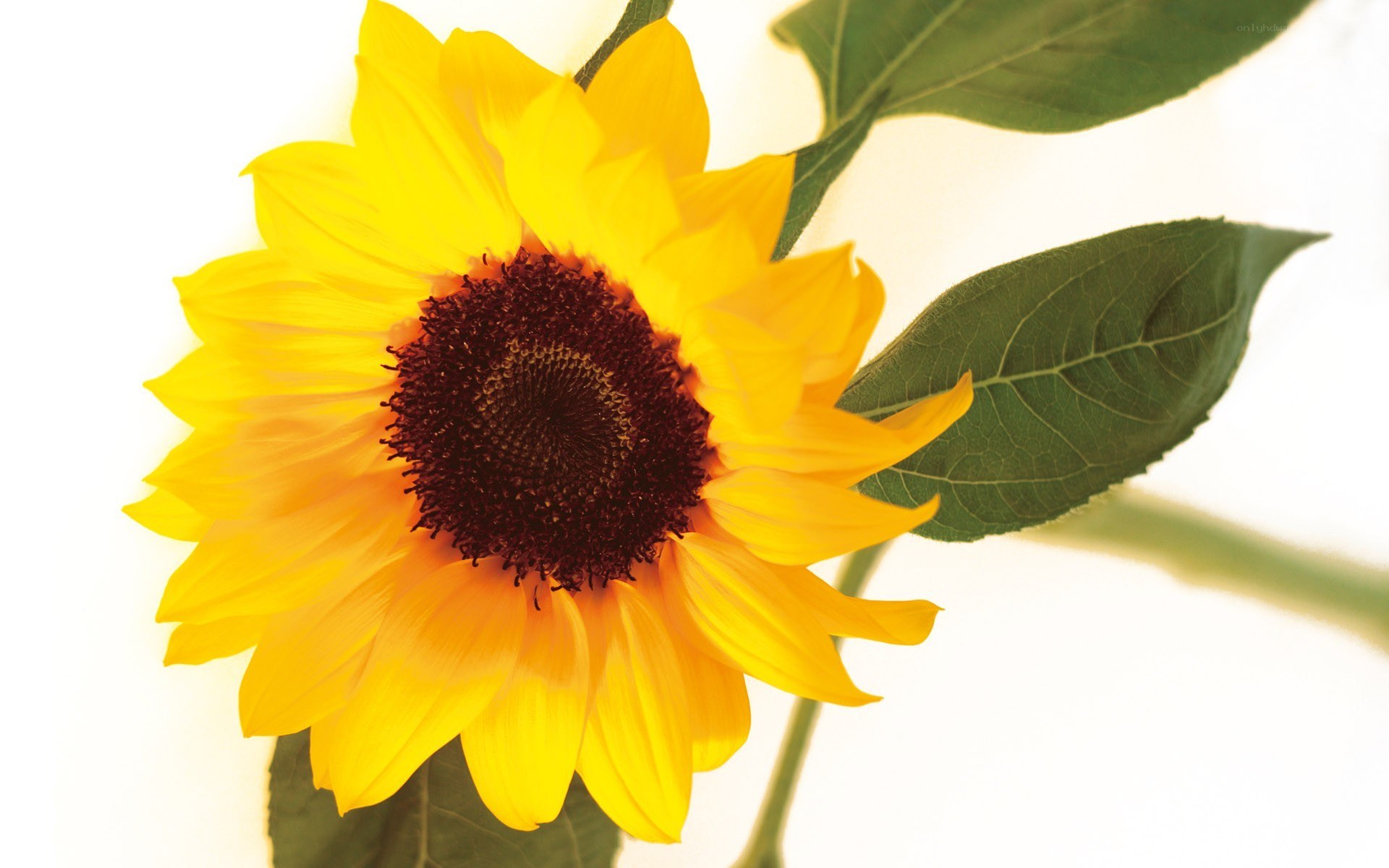 Sunflower in sunlight