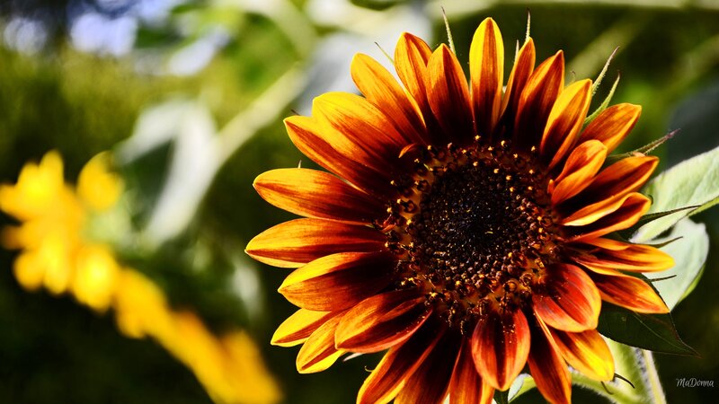 Sunflower in Sunlight — Orange, Bright