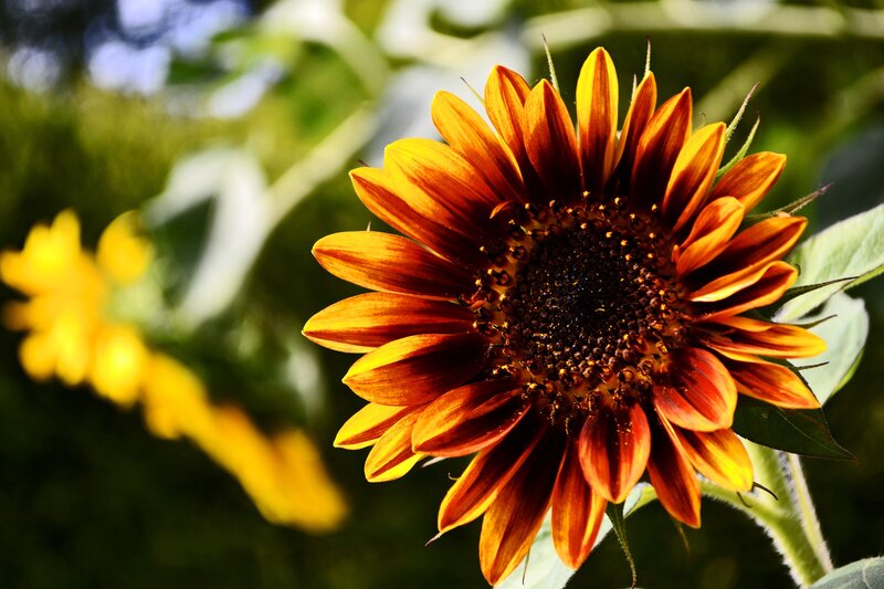 Sunflower in Sunlight — Orange, Serene