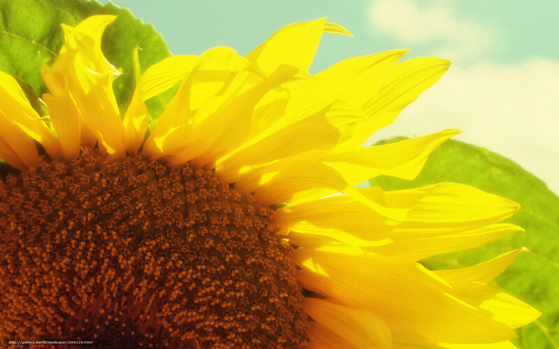 Sunflower in Sunlight — Yellow, Bright, Afternoon, Photograph, Green Leaf