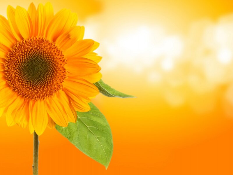 Sunflower in Sunlight — Yellow, Bright, Afternoon, Photograph, Leaf