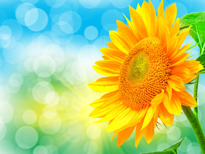 Sunflower in Sunlight — Yellow, Bright, Afternoon, Photograph, Petals