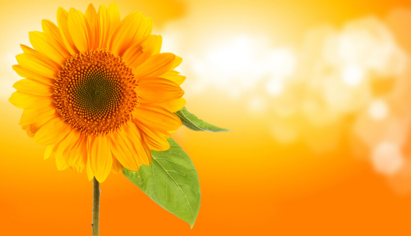 Sunflower in Sunlight — Yellow, Bright, Afternoon, Photograph