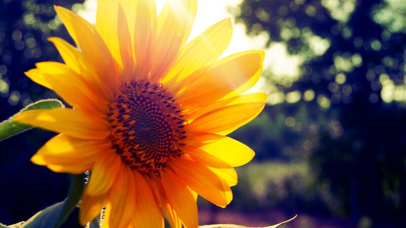 Sunflower in Sunlight — Yellow, Bright, Afternoon, Photograph, Trees, Leaves