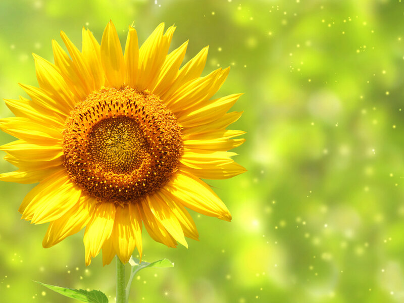 Sunflower in Sunlight — Yellow, Bright, Afternoon