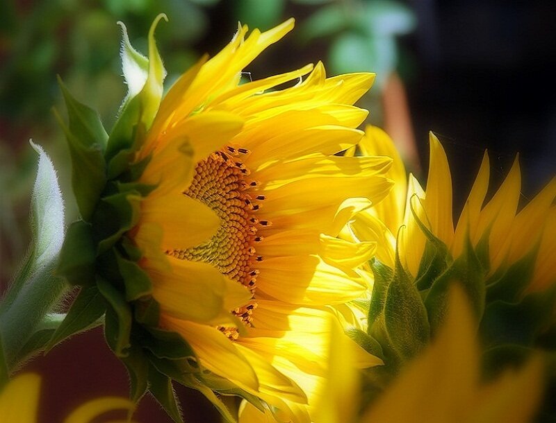 Sunflower in Sunlight — Yellow, Bright