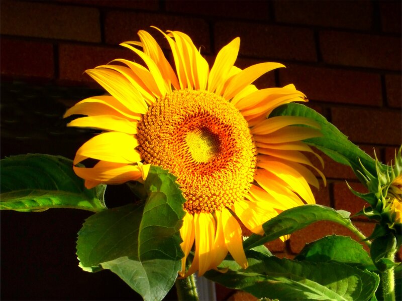 Sunflower in Sunlight — Yellow, Dramatic, Afternoon, Photograph, Brick Wall