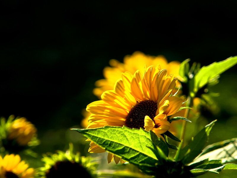 Sunflower in Sunlight — Yellow, Dramatic, Afternoon, Photograph, Green Leaves