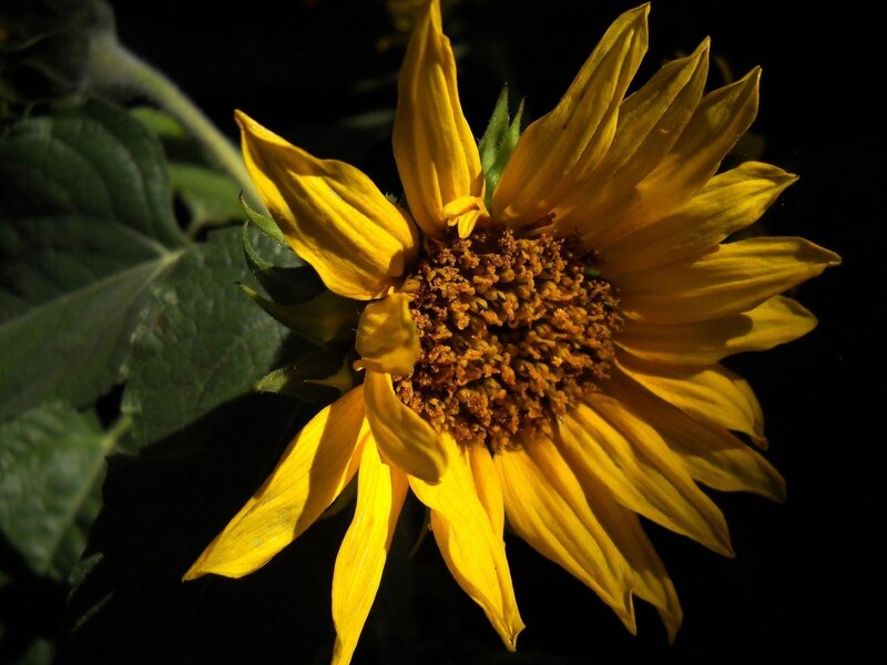 Sunflower in Sunlight — Yellow, Dramatic, Afternoon, Photograph, Leaf, Stem