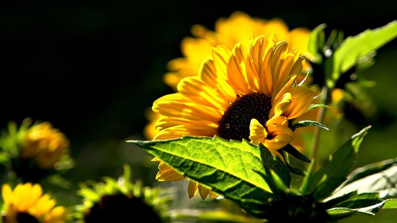 Sunflower in Sunlight — Yellow, Dramatic, Afternoon, Photograph, Leaf