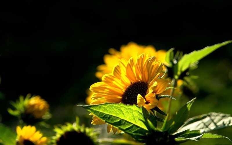 Sunflower in Sunlight — Yellow, Dramatic, Afternoon, Photograph, Leaves, Flowers