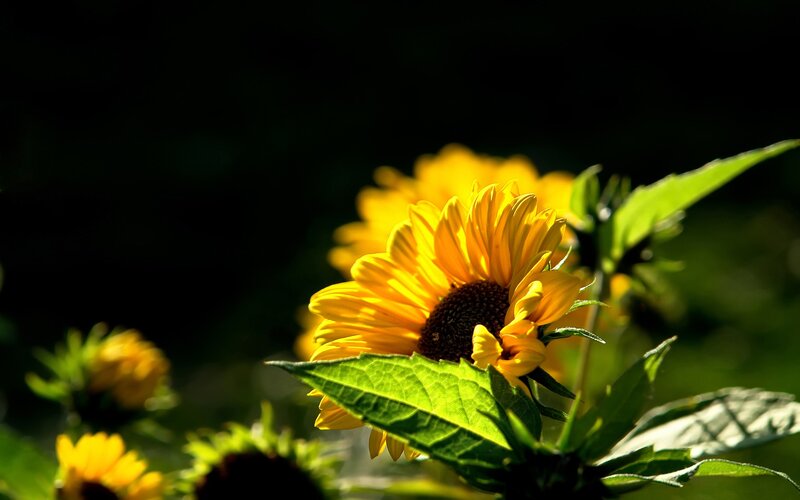 Sunflower in Sunlight — Yellow, Dramatic, Afternoon, Photograph, Leaves