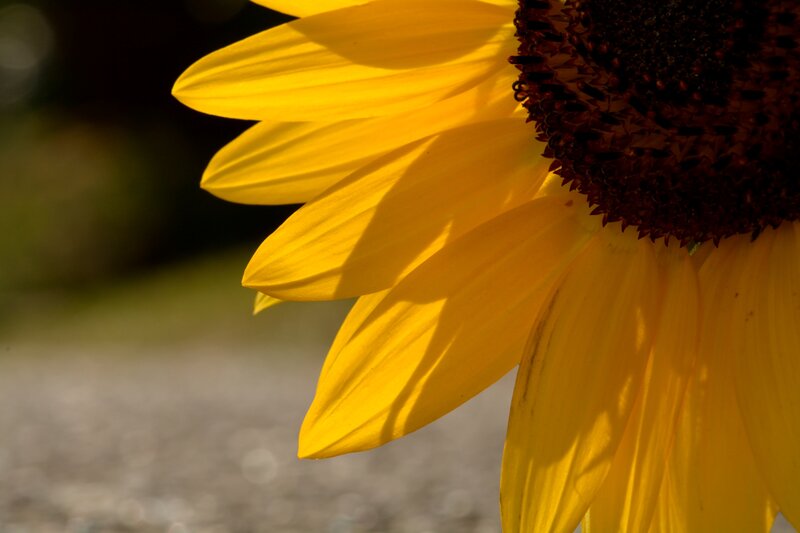 Sunflower in Sunlight — Yellow, Dramatic, Afternoon, Photograph, Petals