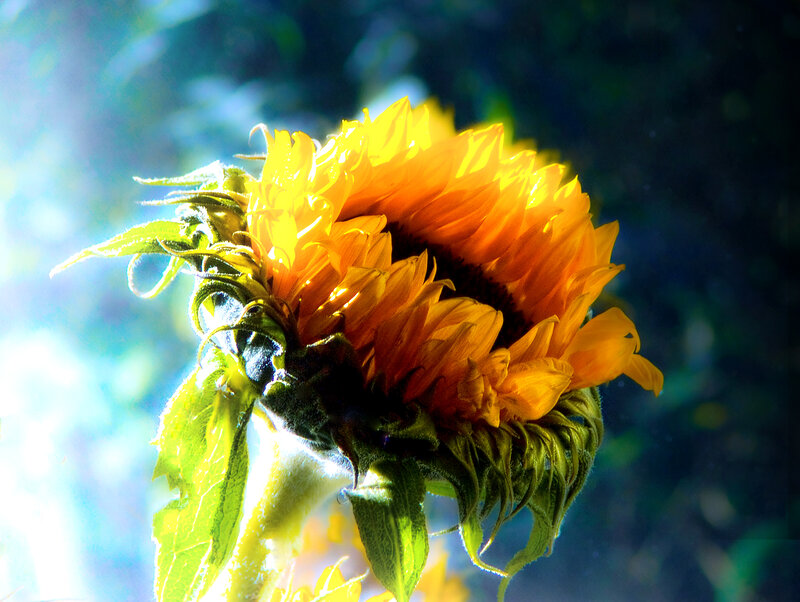 Sunflower in Sunlight — Yellow, Dramatic, Afternoon, Photograph