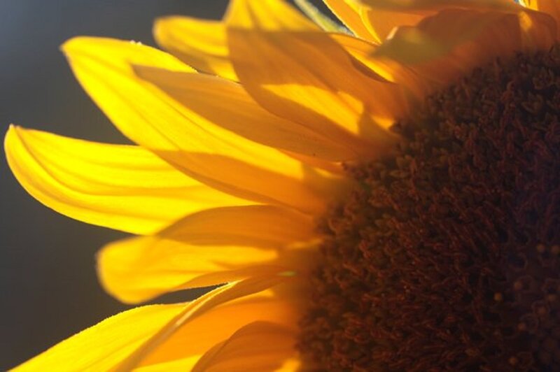 Sunflower in Sunlight — Yellow, Dramatic, Sunset, Photograph, Petals