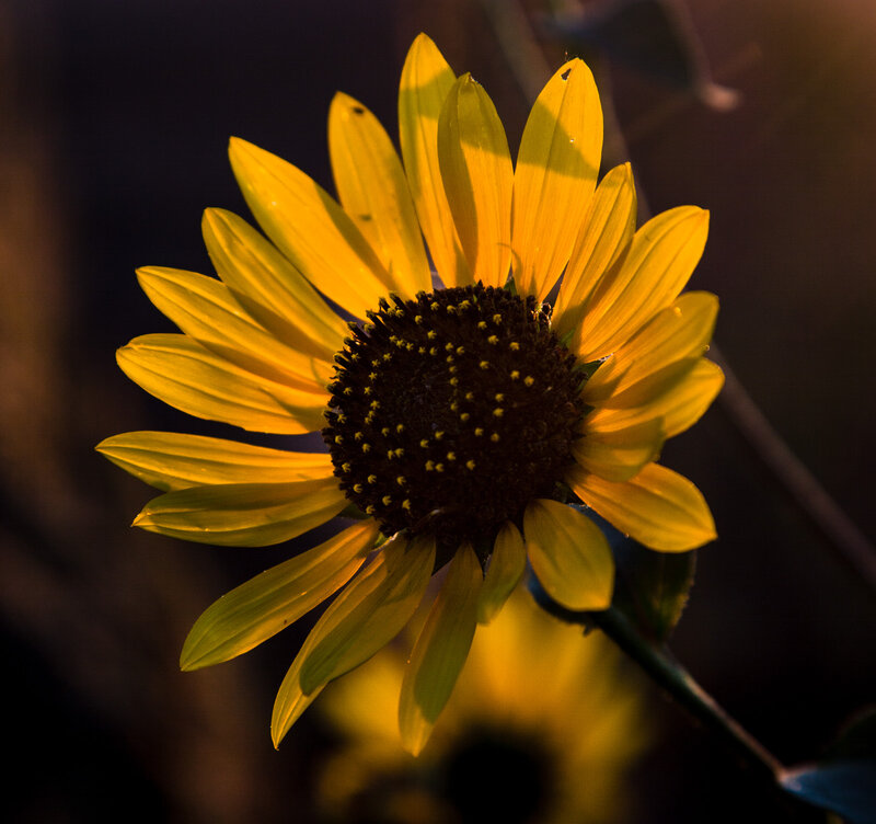 Sunflower in Sunlight — Yellow, Dramatic, Sunset, Photograph