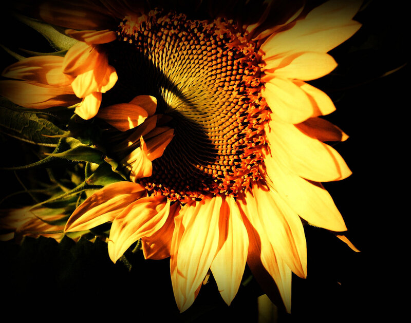 Sunflower in Sunlight — Yellow, Dramatic, Sunset