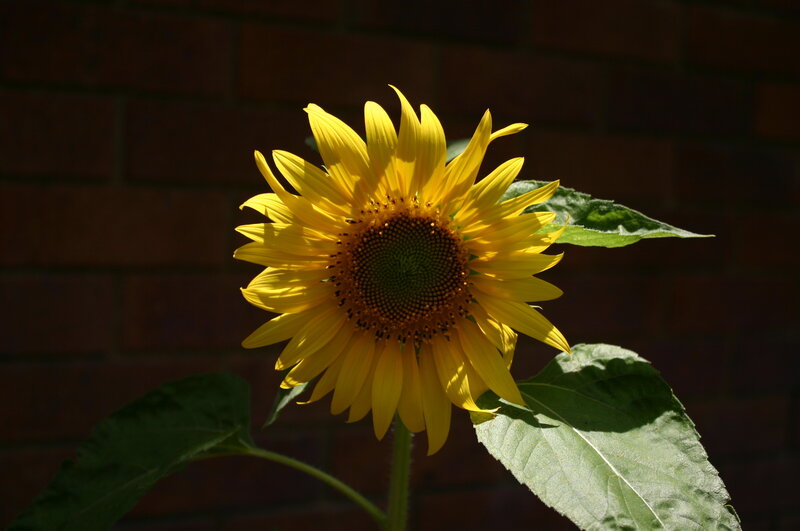 Sunflower in Sunlight — Yellow, Dramatic