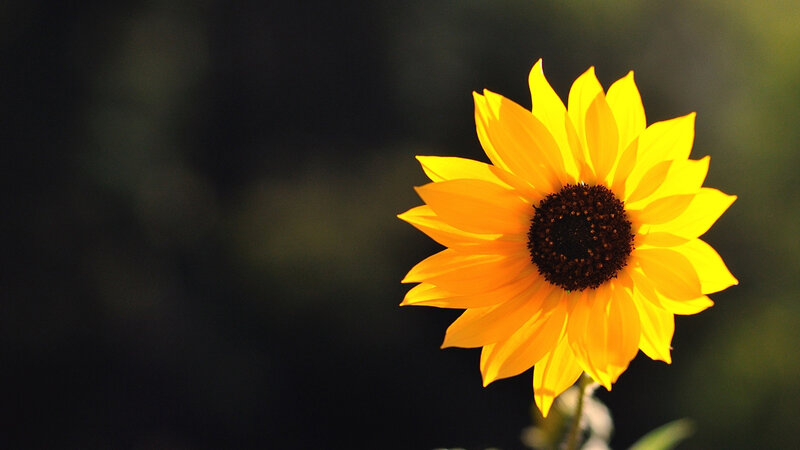 Sunflower in Sunlight — Yellow, Serene, Afternoon, Photograph, Flower