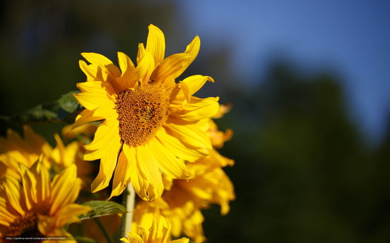 Sunflower in Sunlight — Yellow, Serene, Afternoon, Photograph, Flowers
