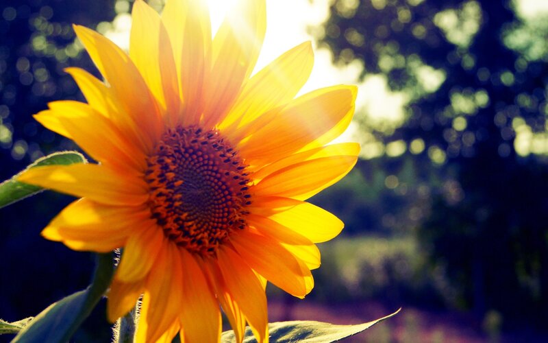 Sunflower in Sunlight — Yellow, Serene, Afternoon, Photograph, Leaves