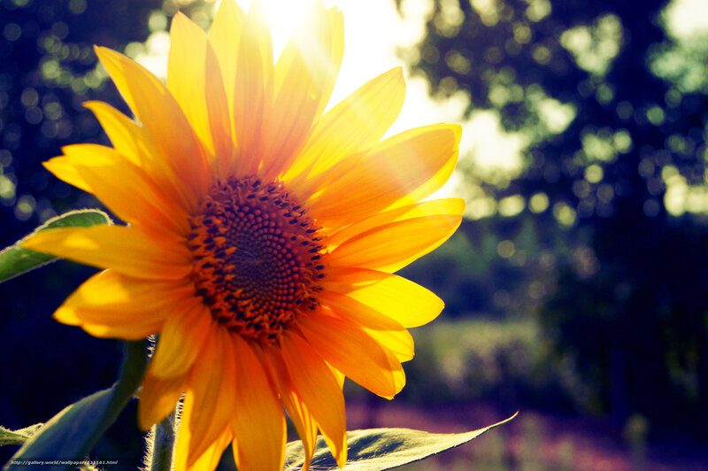 Sunflower in Sunlight — Yellow, Serene, Afternoon, Photograph, Leaves, Trees