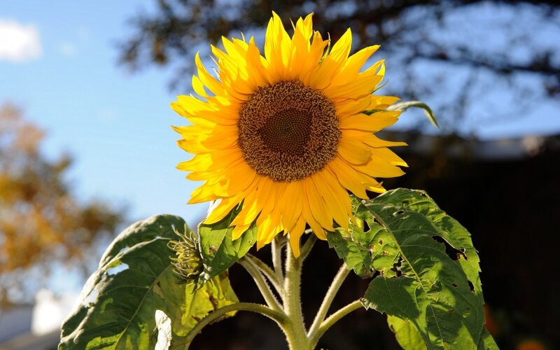 Sunflower in Sunlight — Yellow, Serene, Afternoon, Photograph, Sky