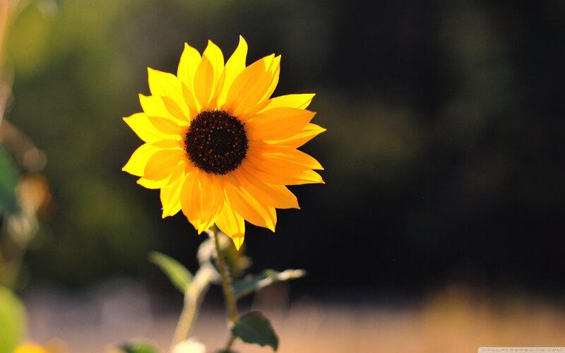 Sunflower in Sunlight — Yellow, Serene, Afternoon, Photograph, Stem, Leaves