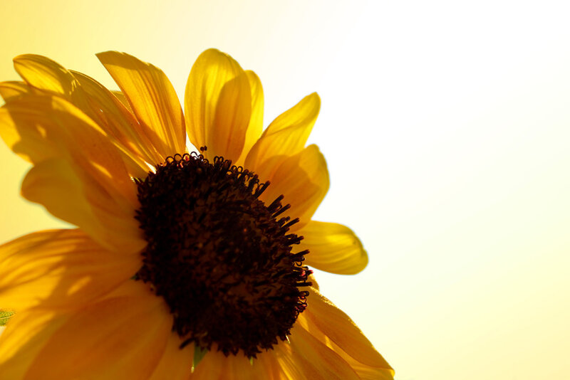 Sunflower in Sunlight — Yellow, Serene, Sunset, Photograph, Sky