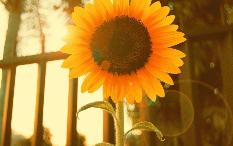 Sunflower in Sunlight — Yellow, Serene, Sunset, Photograph, Stem