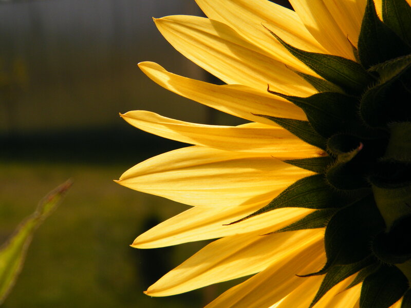 Sunflower in Sunlight — Yellow, Serene, Sunset, Photograph