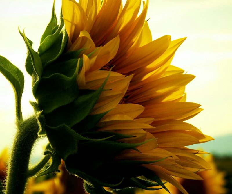 Sunflower in Sunlight — Yellow, Serene, Sunset