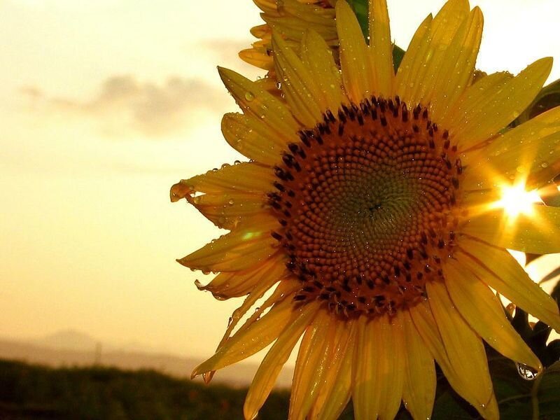 Sunflower in Sunlight — Yellow, Serene