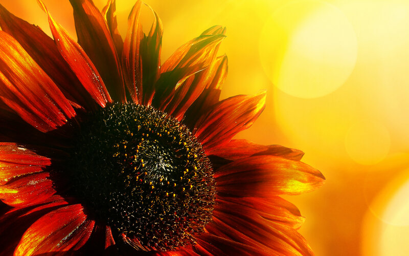 Sunflower in Sunlight — Yellow, Warm