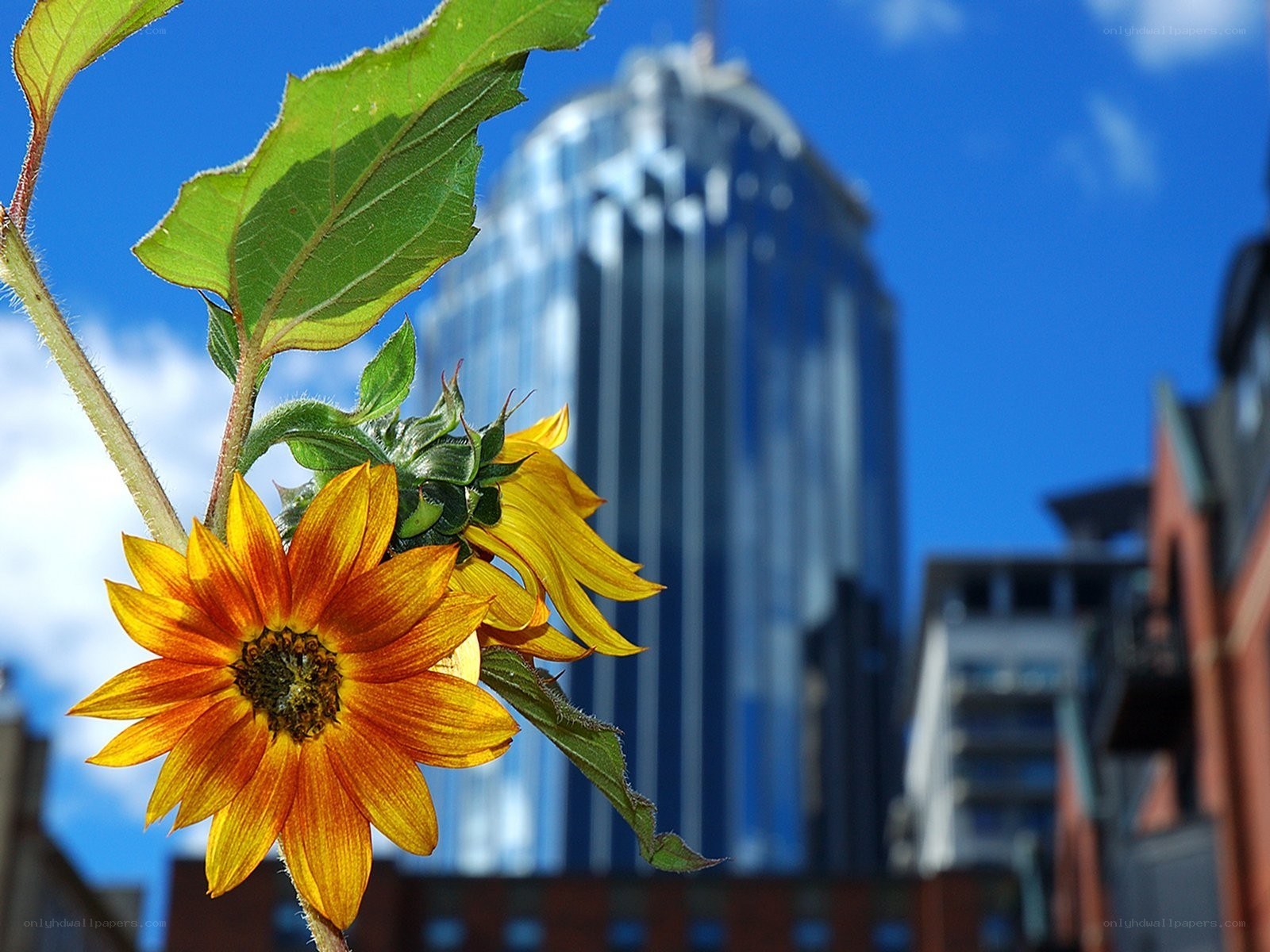Sunflower in the city