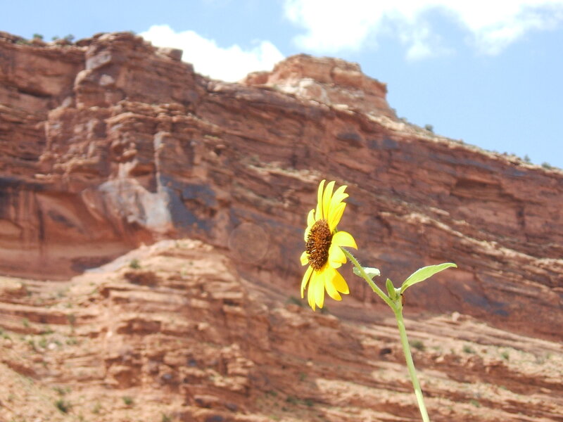 Sunflower in the desert