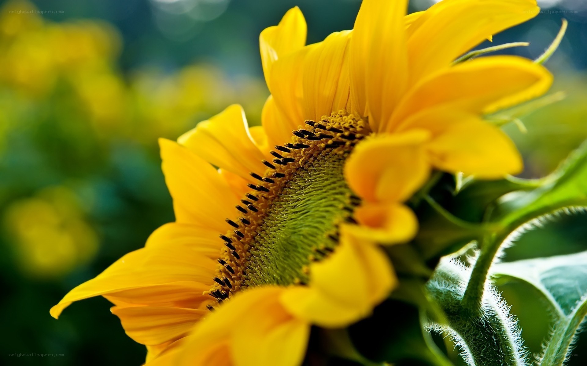 Sunflower in the garden