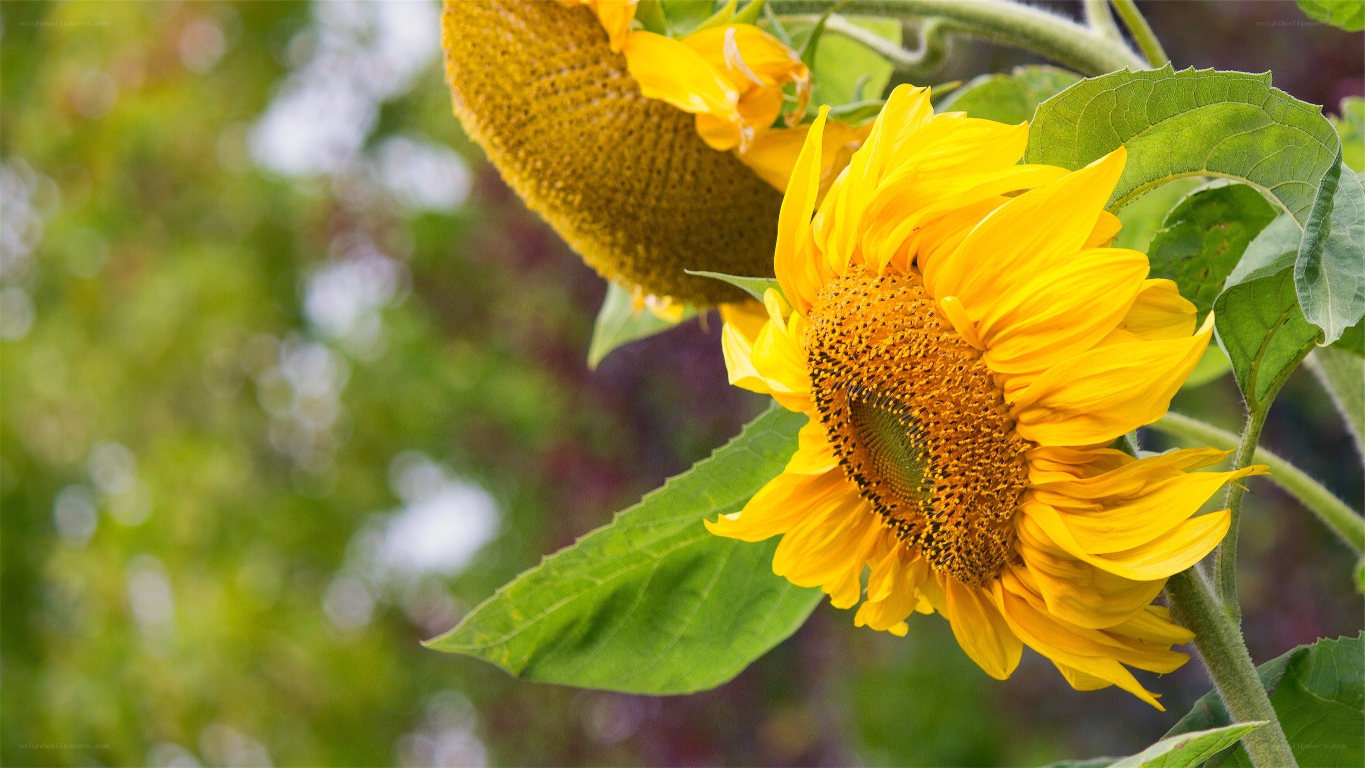 Sunflower in the garden